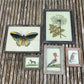 MEDIUM INDIAN GLASS PAINTING (INSECT NO.1)