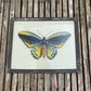 MEDIUM INDIAN GLASS PAINTING (INSECT NO.1)