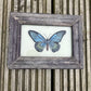SMALL INDIAN GLASS PAINTING (INSECT NO.17)